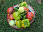 Just one of many pickins