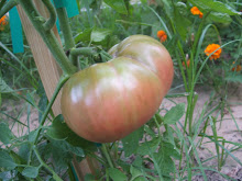 cherokee purple tomato