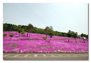 صور زهرة الساكورا ( أزهار الكرز ) .. Pink+Gardens,+Shiba+Sakura,+Japan+%286%29