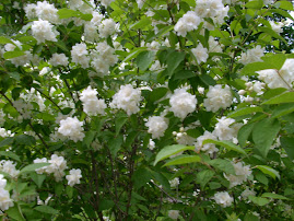 mock orange