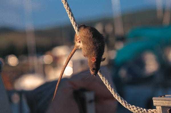 Dicas, Curiosidades e Mais&hellip;: COMO OS RATOS CONSEGUEM ANDAR NAS PAREDES?