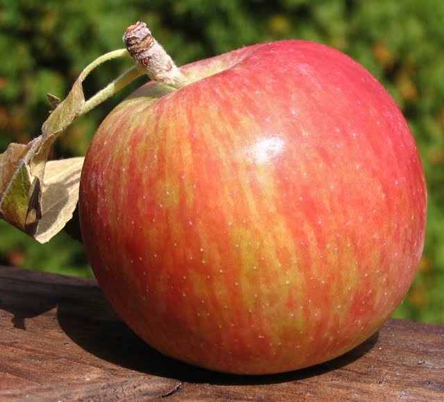 Adam's Apples Fameuse (Snow)