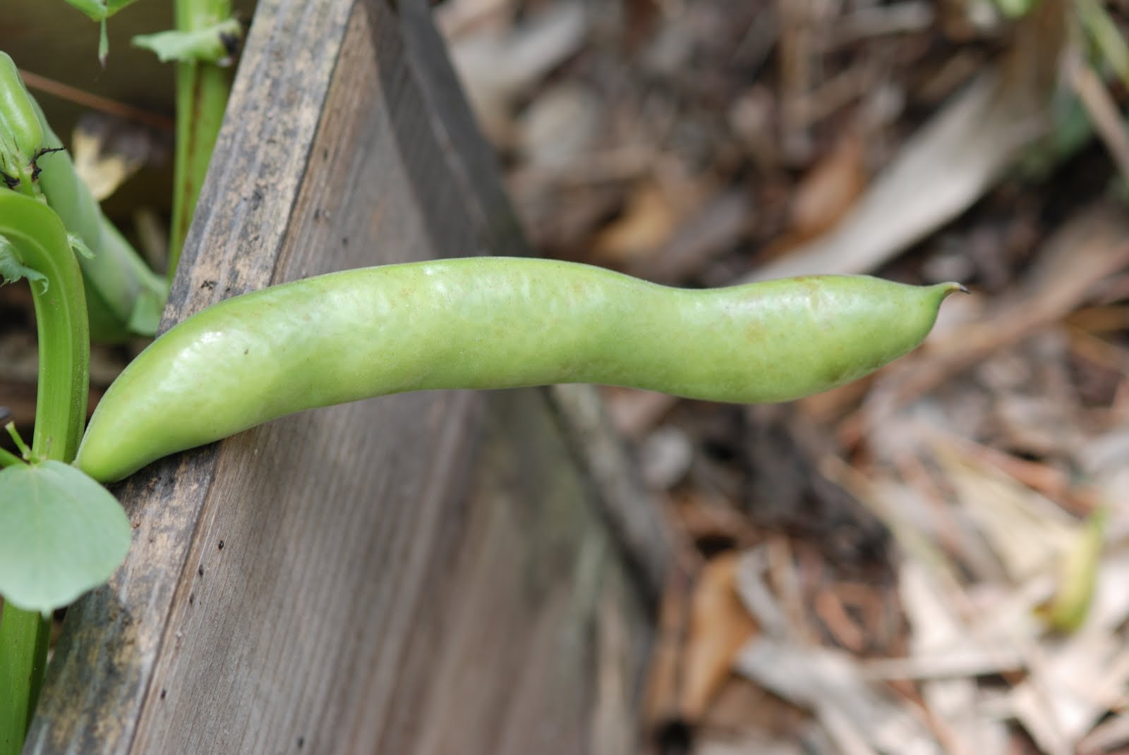 Vegetable Matter Today in the Garden