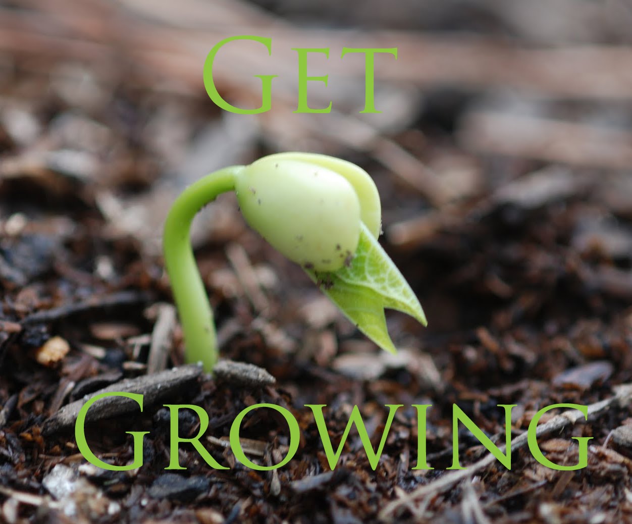 Grow 3 Runtz in Hydro RDWC DIY CannabisAnbauennet