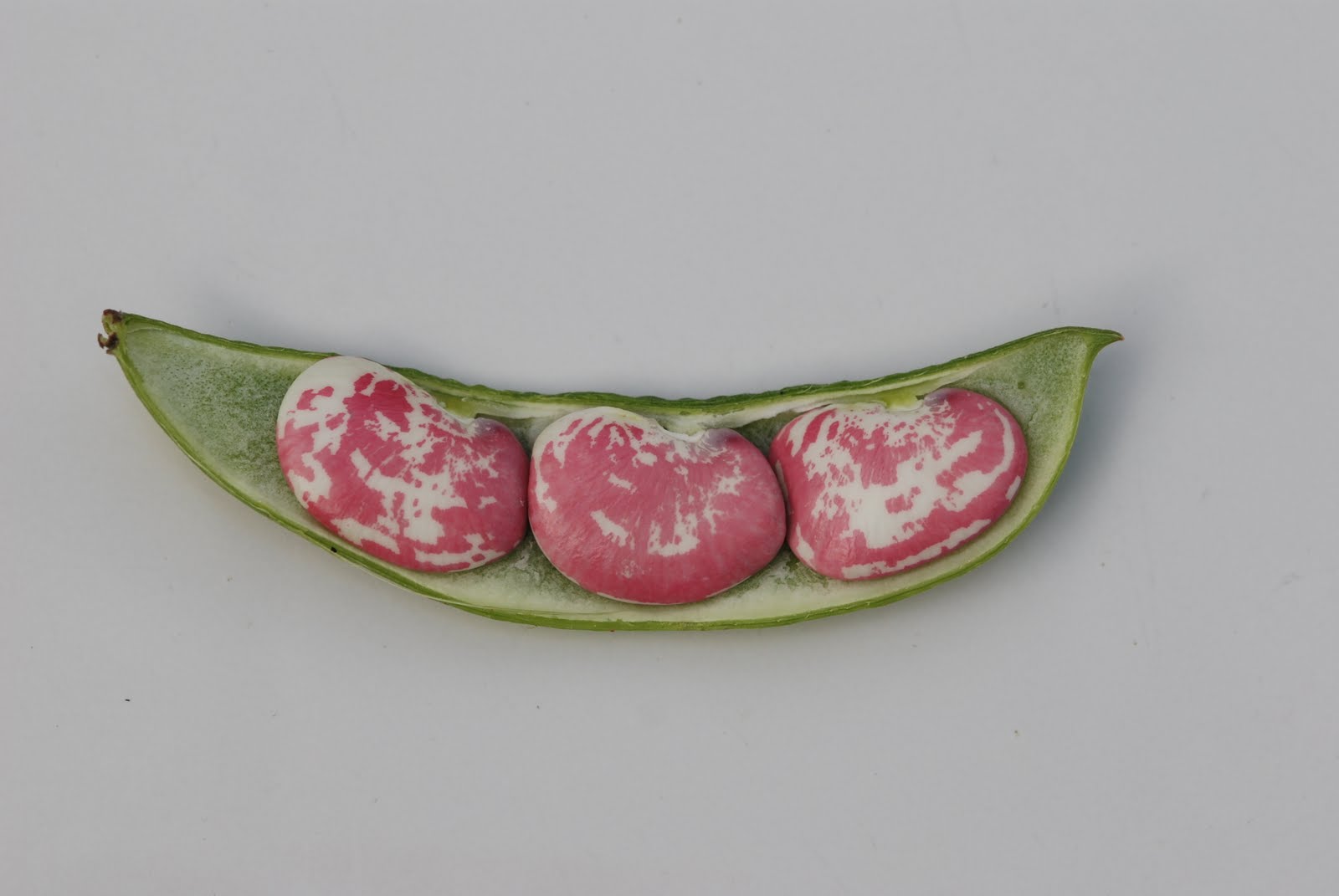 Vegetable Matter Get Growing in June