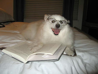 American Eskimo