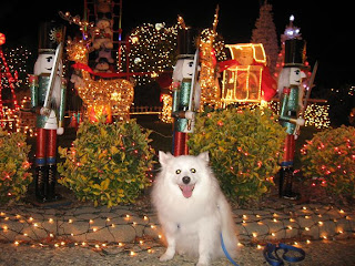 American Eskimo