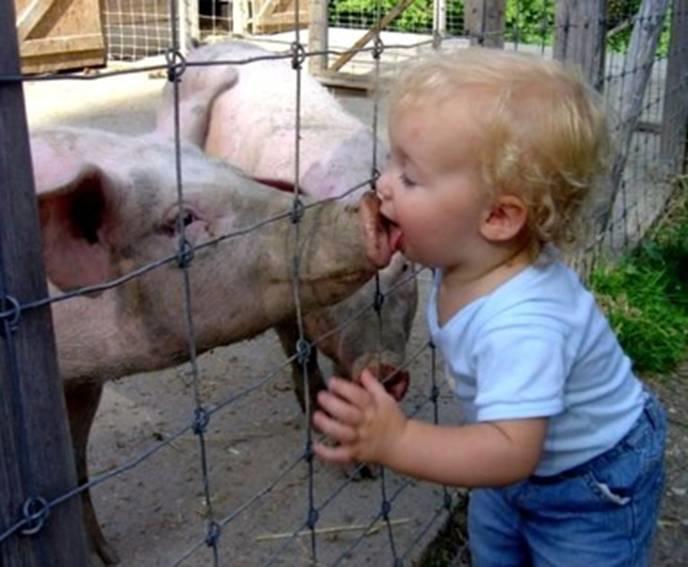 [How+To+Avoid+Swine+Flu.jpg]