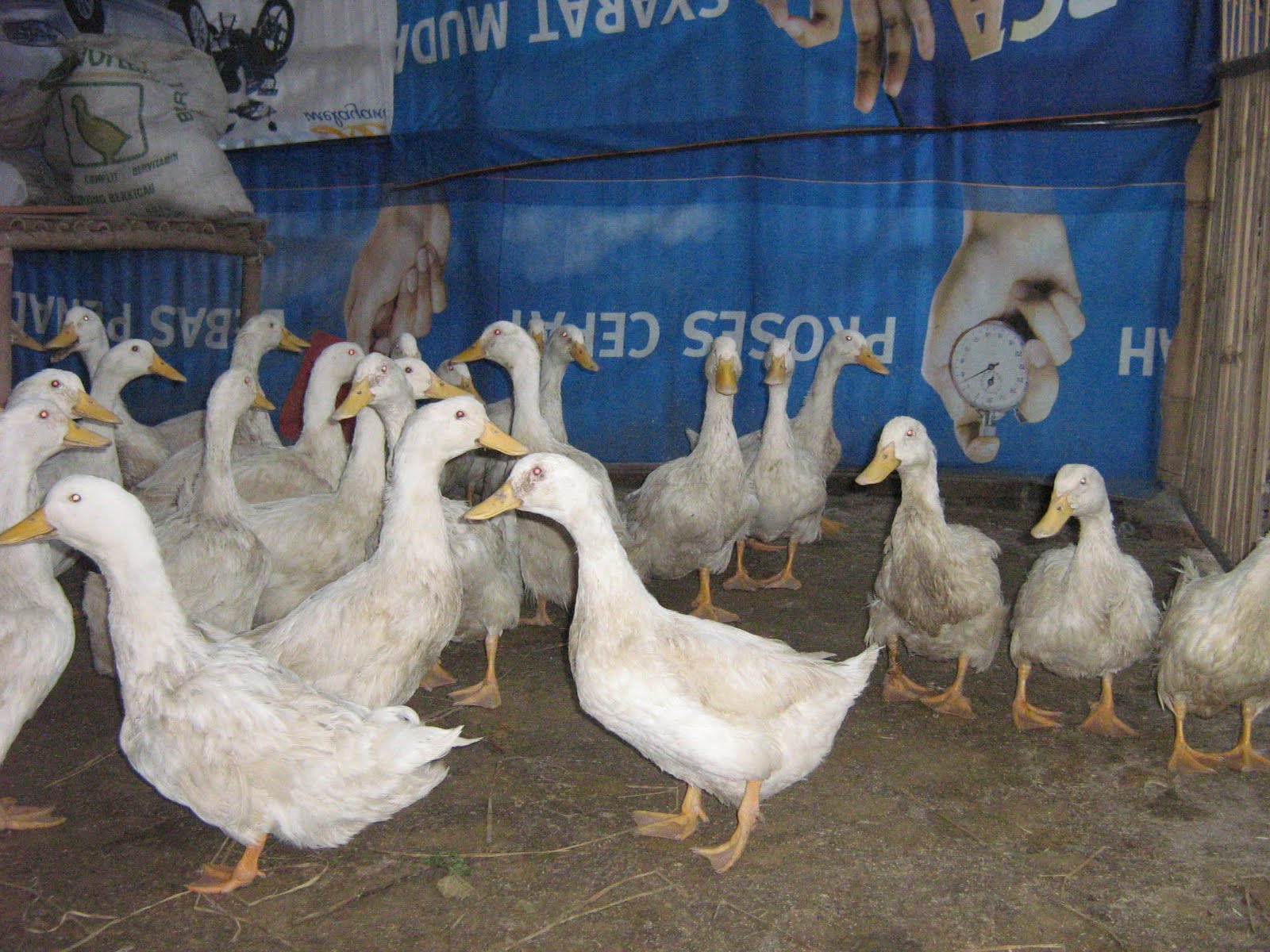 budidaya bebek peking