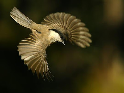 تشكيلة عامه من صور بعض الطيور 10+Fabulous+Photographs+of+Birds+in+Flight+with+Web+Sources+6