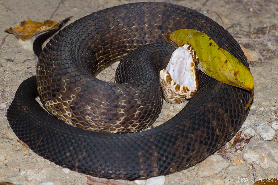 juanKaphotos The Cottonmouth Water Moccasin (Agkistrodon piscivorus)