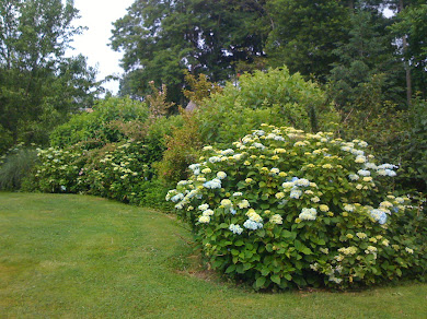 Hydrate those Hydrangea