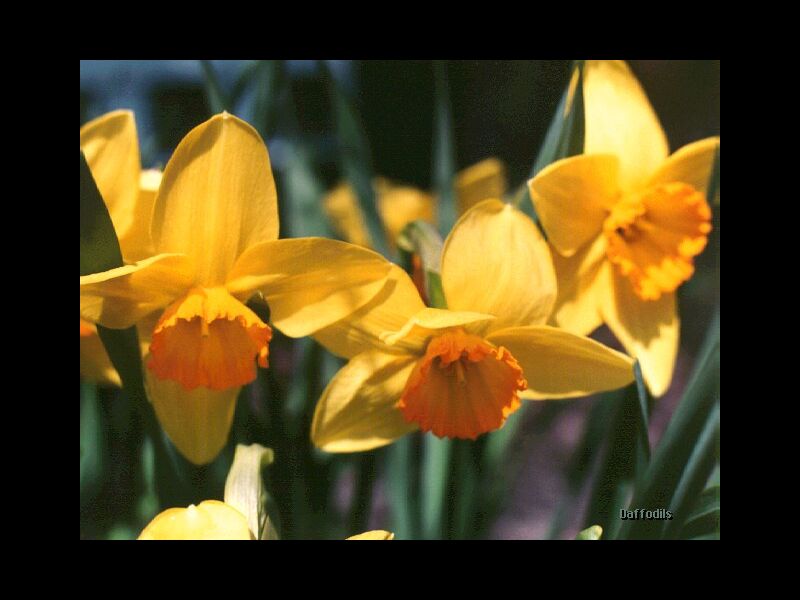 [Daffodils-750704.jpg]