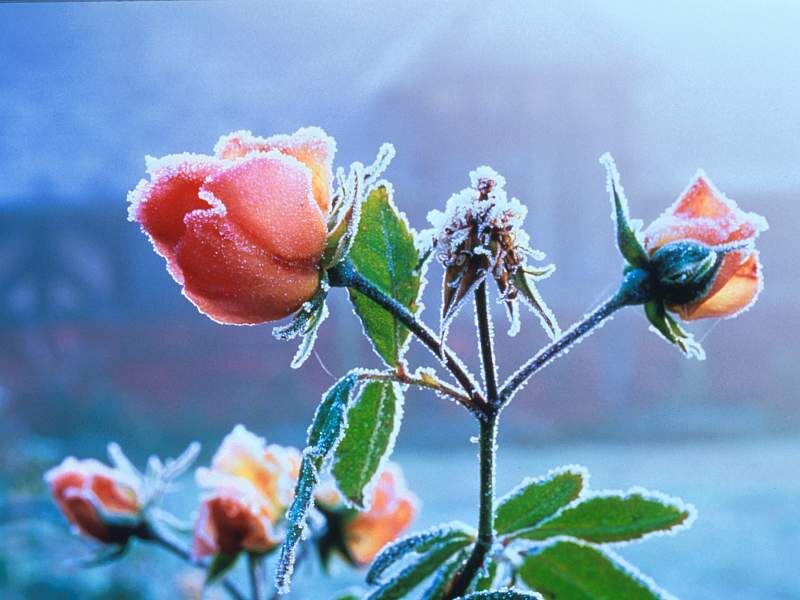 [Frosted+English+Rose-714447.jpg]