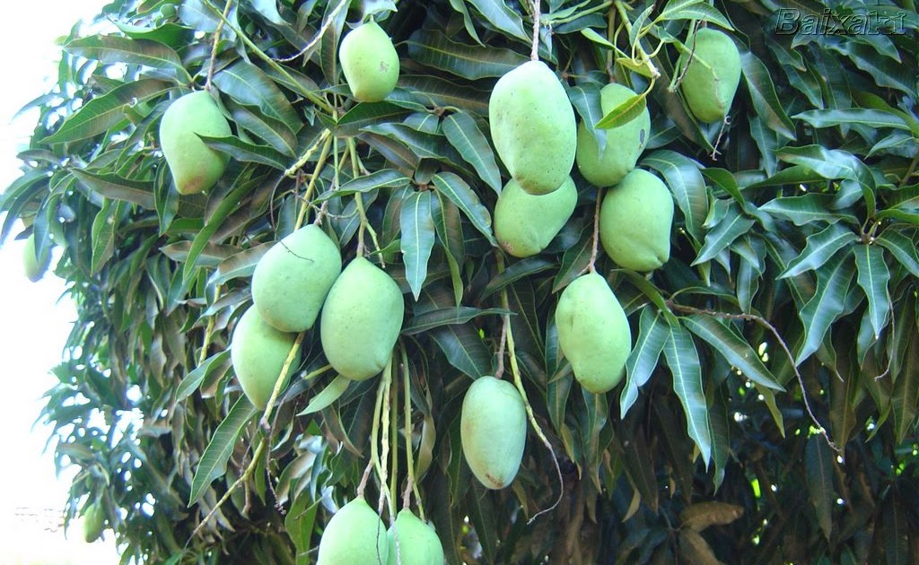 ADOTE UMA ÀRVORE: Mangueira Árvore