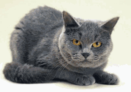 evil-eye%2Bcat.gif