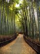 bambu   japones