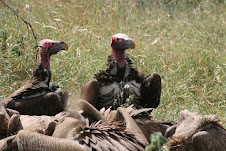 Lappet faced vulture in the Kruger