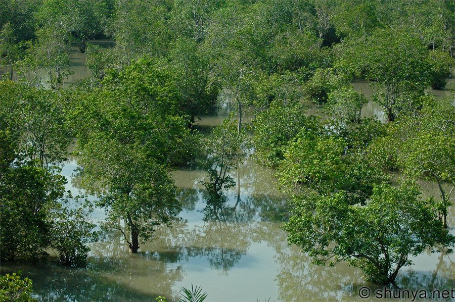 [Sunderbans49.jpg]