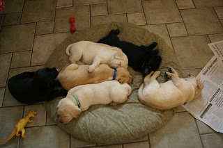 The Whole Gang