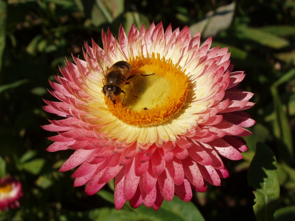 [Animals_Insects_Bee_and_flower_005544_.jpg]