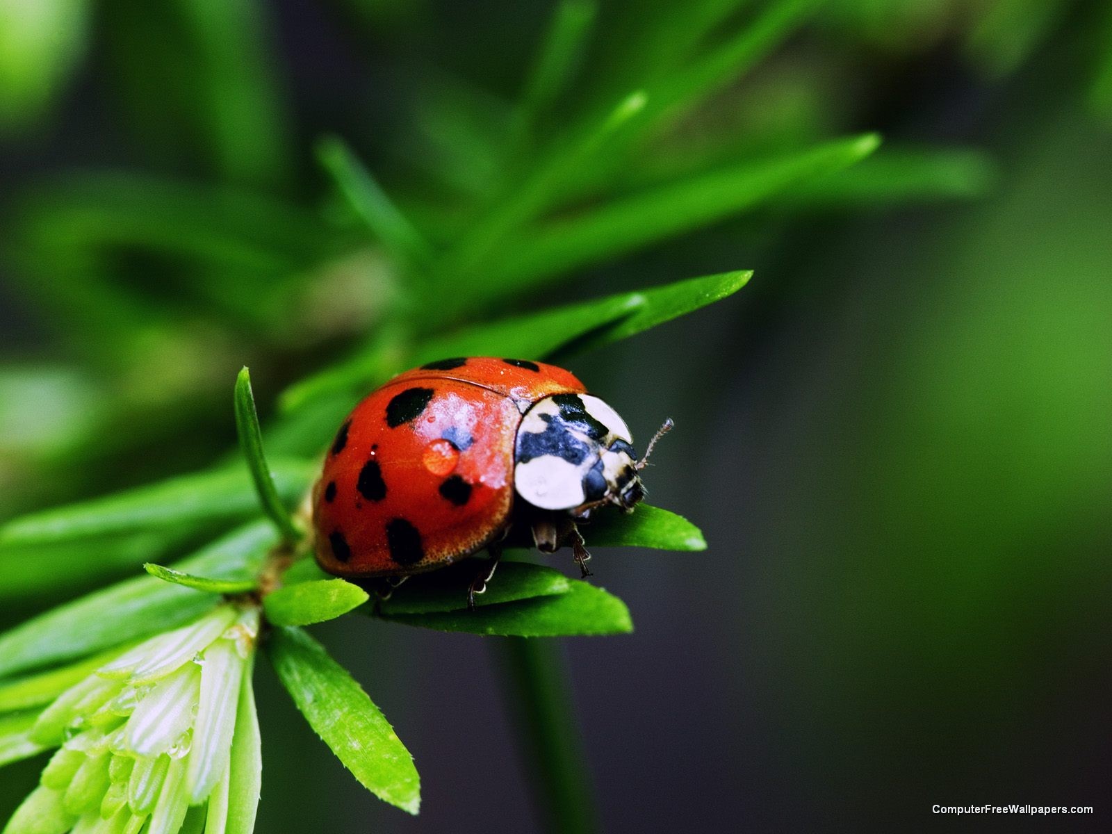 [Nine-Spotted+Ladybug.jpg]