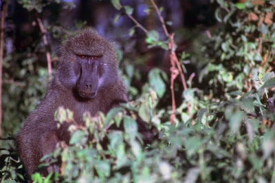 Wild monkey siting at tree