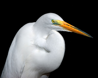 White heron, 