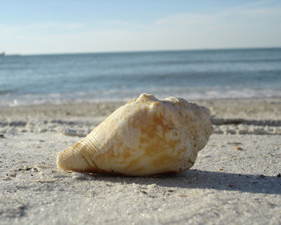 aclear water beach shell
