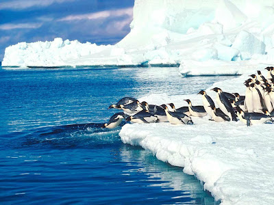 penguins jumping in to the ocean