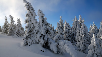 trees fully cover with snow