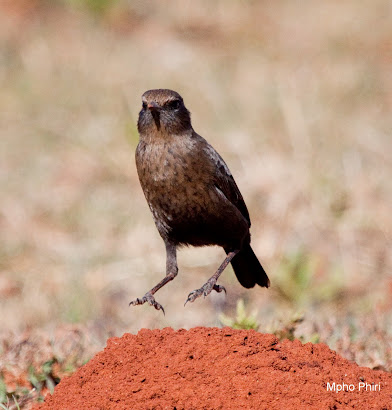 Ant Eating Chat