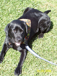 Demi, the library dog