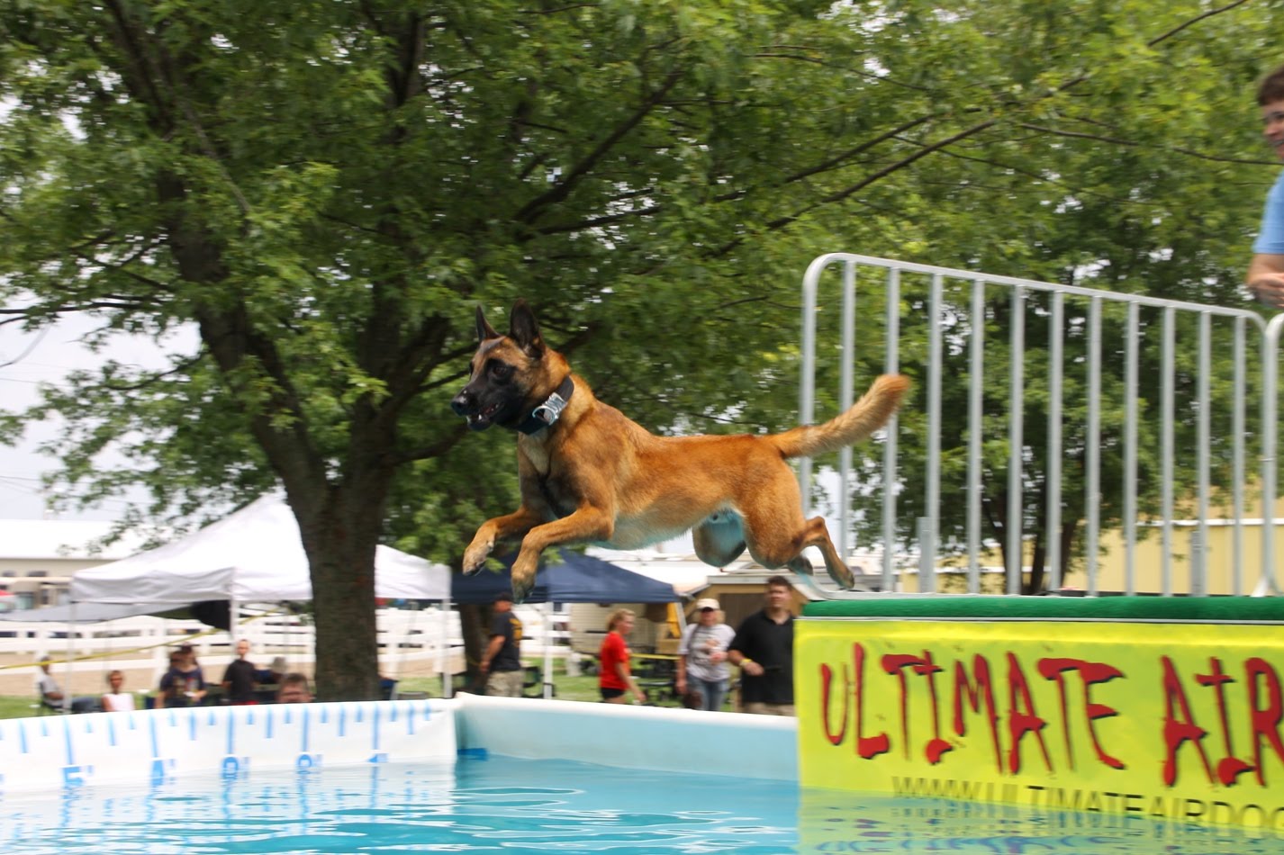 Dock Diving