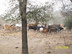 ESTE BLOG APOYA LA PROTESTA AGROPECUARIA