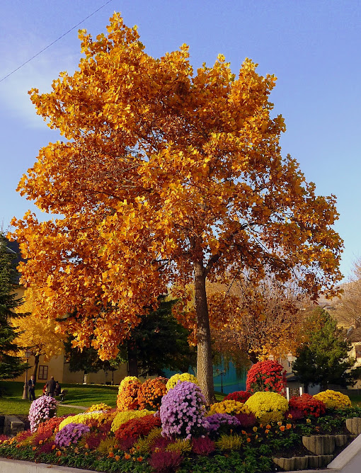 LES DERNIERS SURSAUTS DE L'AUTOMNE