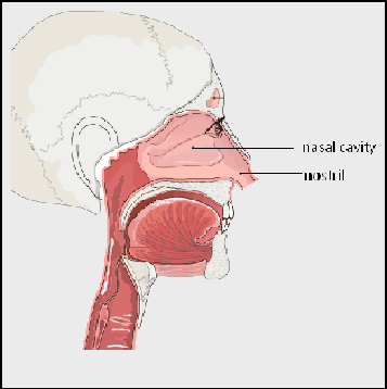 what is the main function of nose in respiratory system