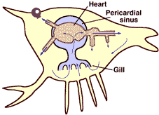 School Workz: Open circulatory system