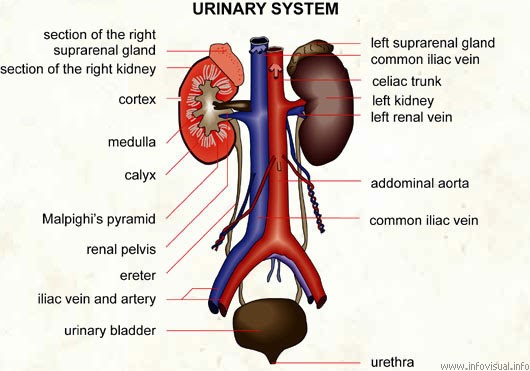 School Workz: Urinary System