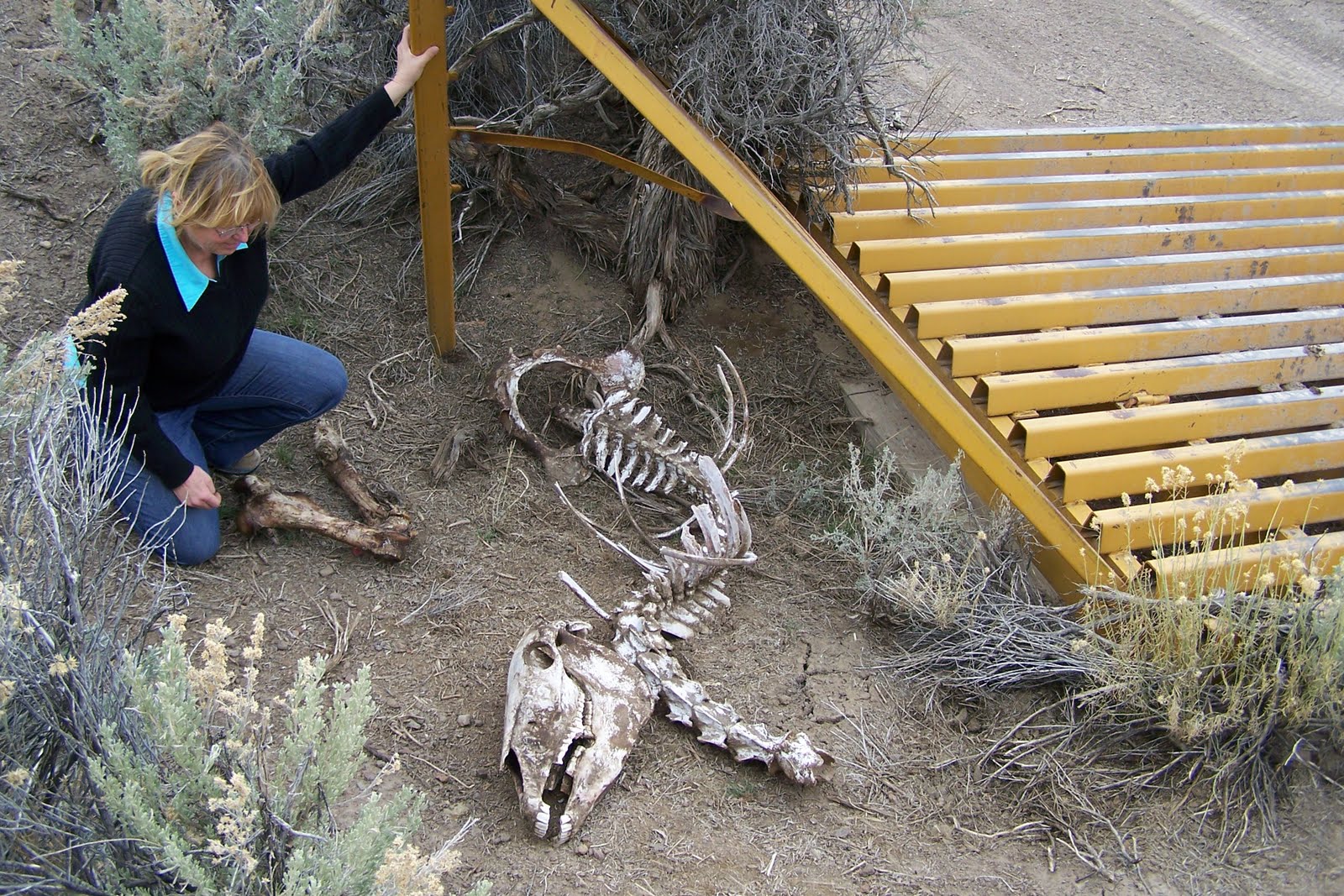 Dead Foal