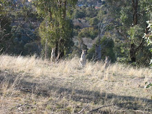 Roos on Mount Taylor