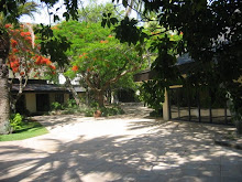 Light, shade and foliage