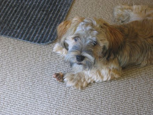 Peppie by the dog door