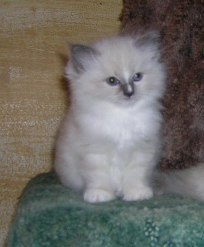 blue mitted ragdoll with blaze