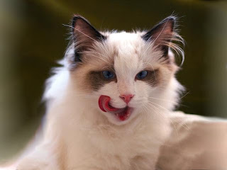 [Image: beautiful+bicolor+ragdoll+cat+licking+mouth.jpg]