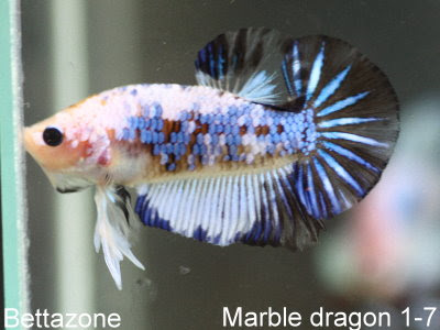 Marbled Betta