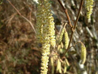 Catkins Hazel