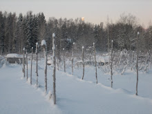 winter time at the vine yard