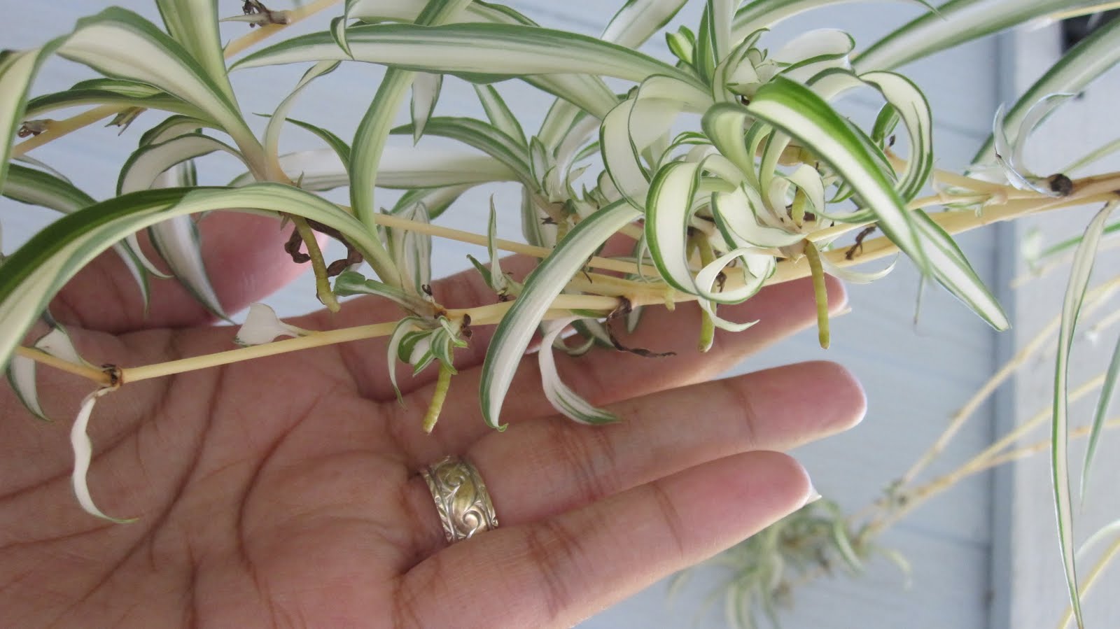 Beauty and Inspiration Tutorial Tuesday How to Split and