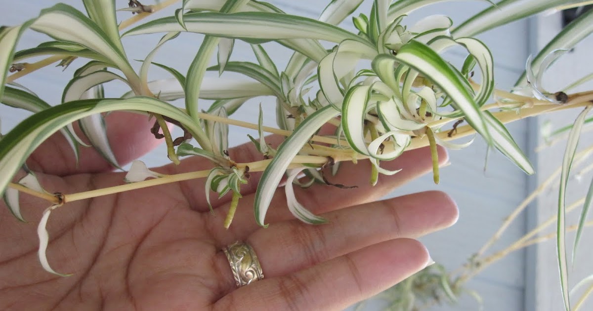 Beauty and Inspiration Tutorial Tuesday How to Split and Repot a